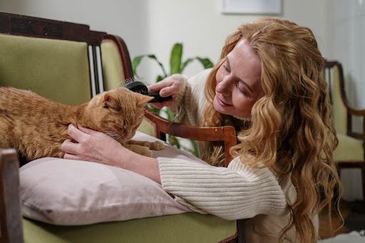 How a Personal Injury Lawyer Can Help When Injured by a Pet
