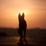 How many times can a dog bite before being put down? Dog in the sunset.