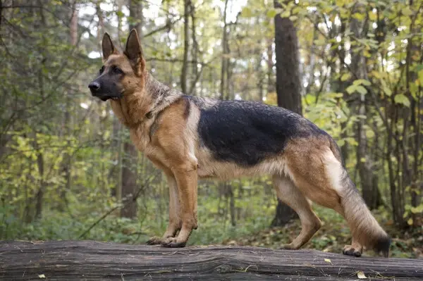 A german shepherd on a forest walk, a breed with the strongest bite force