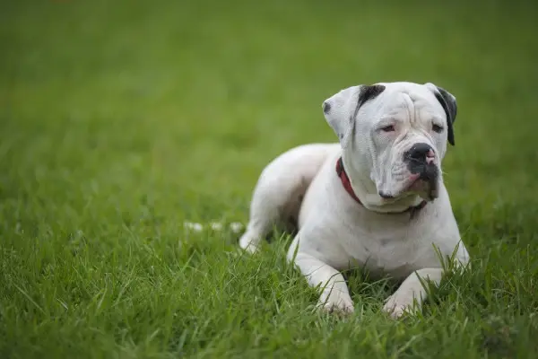 American Bulldog on the Grass