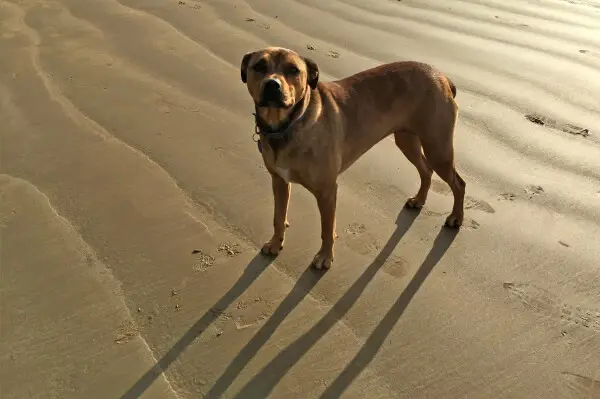 Bandogge Mastiff standing on a beach