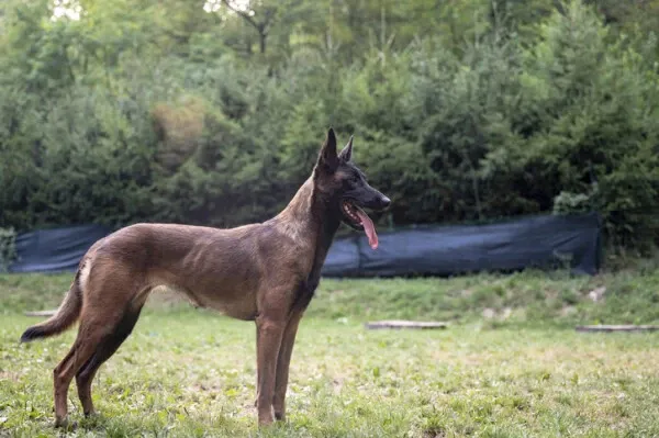 Belgian Malinois