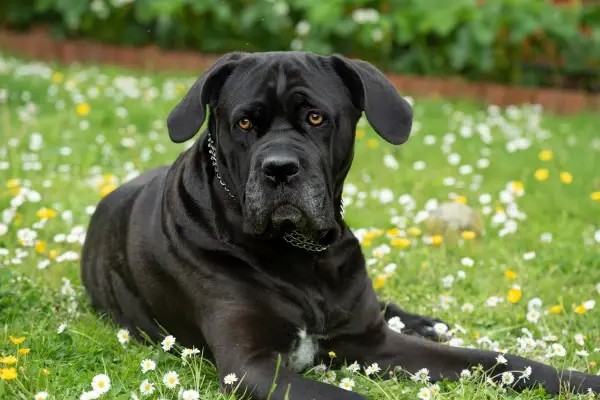 Cane Corso lying on a bed of flowers