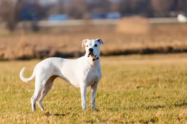 Dogo Argentino on the grass, a dog with one of the strongest bite forces