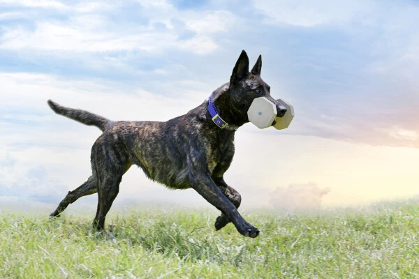 Dutch Shepherd