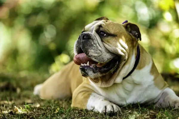 English Bulldog