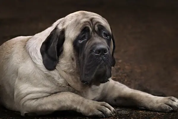 English Mastiff lying on the ground