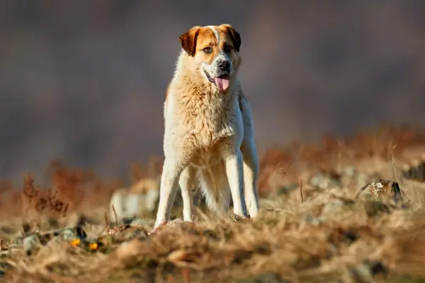 Kangal standing over a bed of leaves