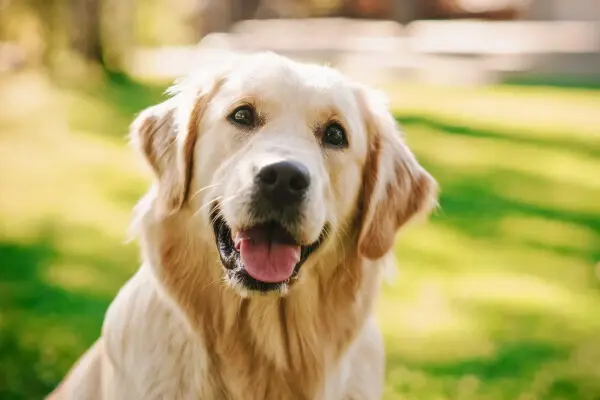 Labrador Retriever Breed with the strongest dog bite force