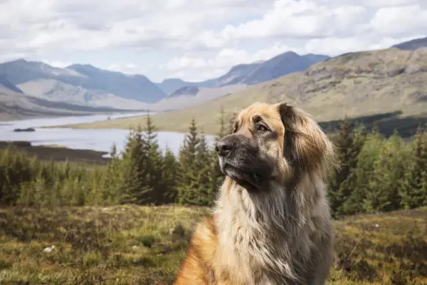 Leonberger dog breed with the strongest bite force