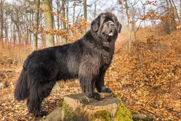 Newfoundland Breeds with the strongest bite force