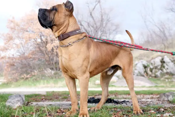 Perro de presa canario looking outside