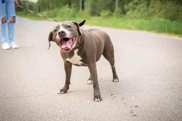 Leashed pitbull on the road