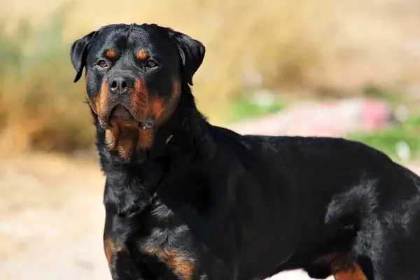 Rottweiler standing on a dirt road