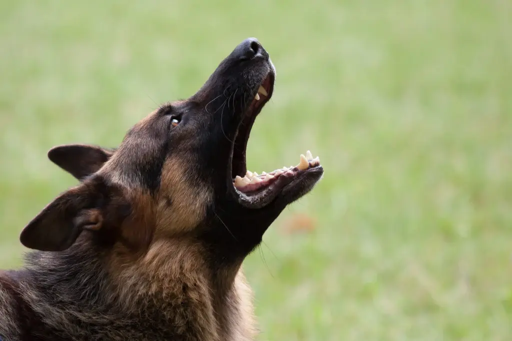 Will a German Shepherd Attack a Child?