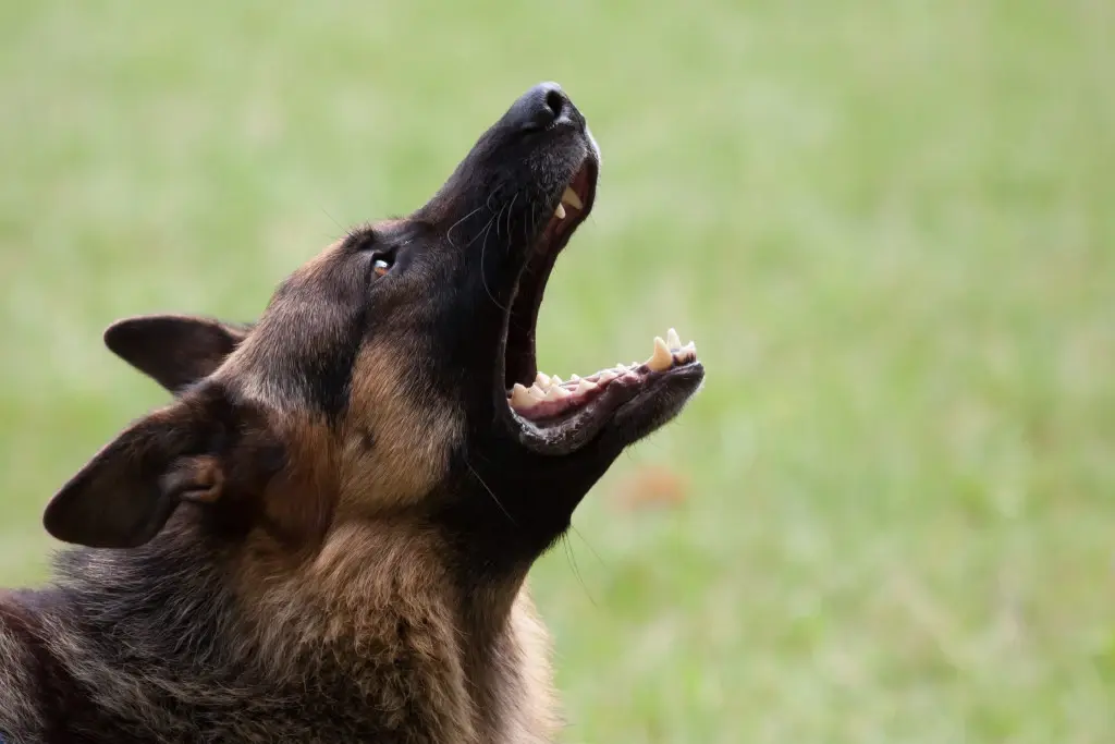 A German Shepherd barking by a lawn. Will a German Shepherd attack a child?