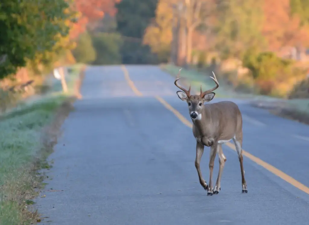 A deer crossing the road. Is it illegal to hit a deer and drive off?