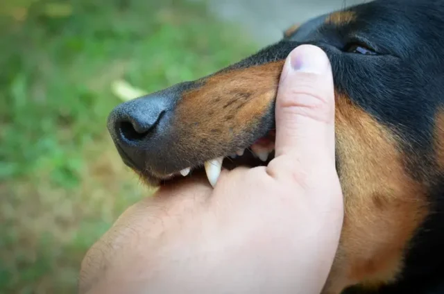 Someone's hand inside a dog's mouth, indicating a level 2 dog bite.