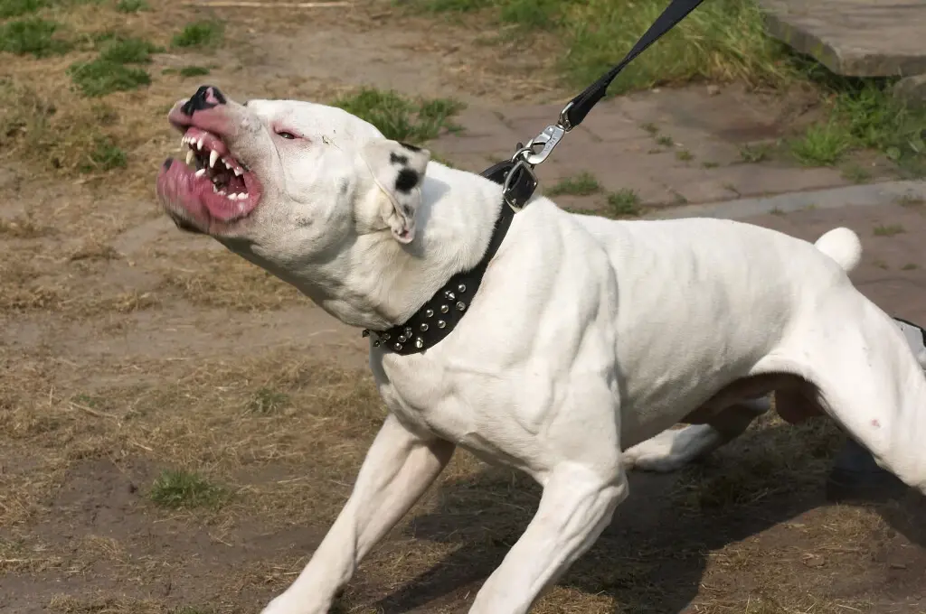 A leashed pit bull, threatening to inflict a dog bite within the six dog bite levels.