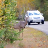 A car about to hit an animal while driving.