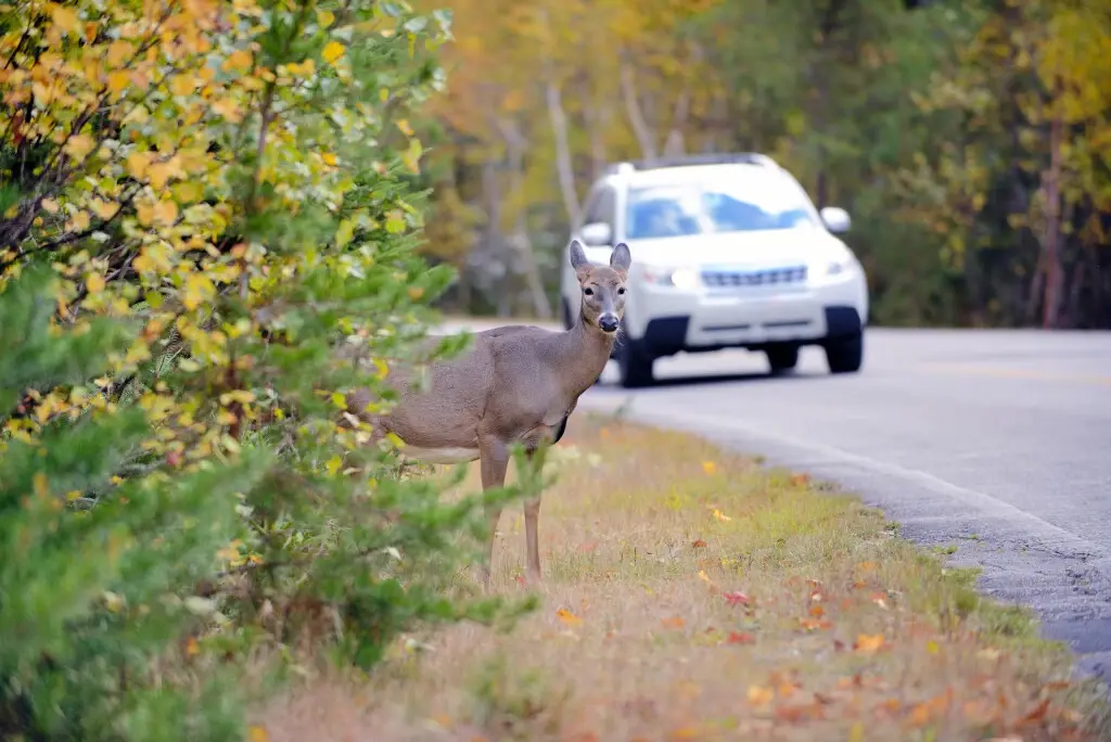 A car about to hit an animal while driving.