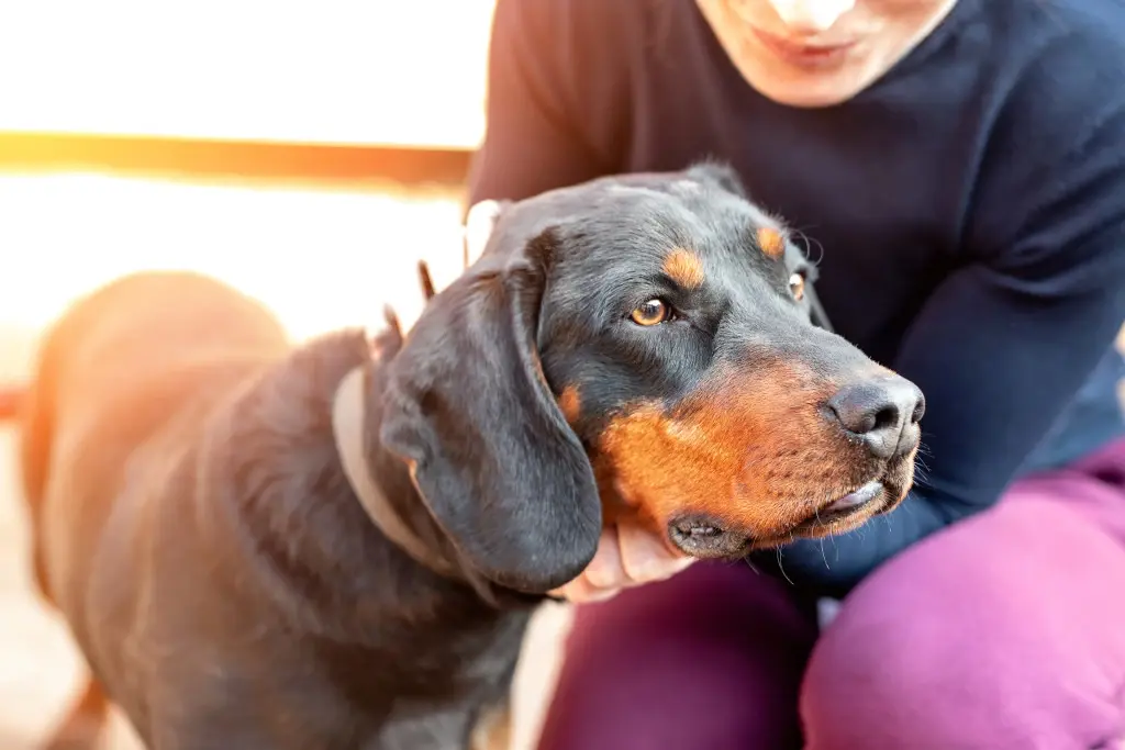 5 Signs Your Dog is Guarding You – Responding to Overprotective Dogs