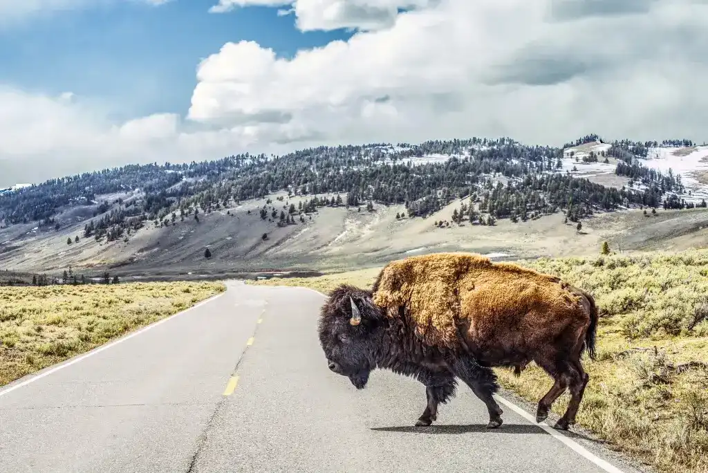 A bison crossing the road in Wyoming. Keep in mind Wyoming car accident laws before getting on the vehicle.